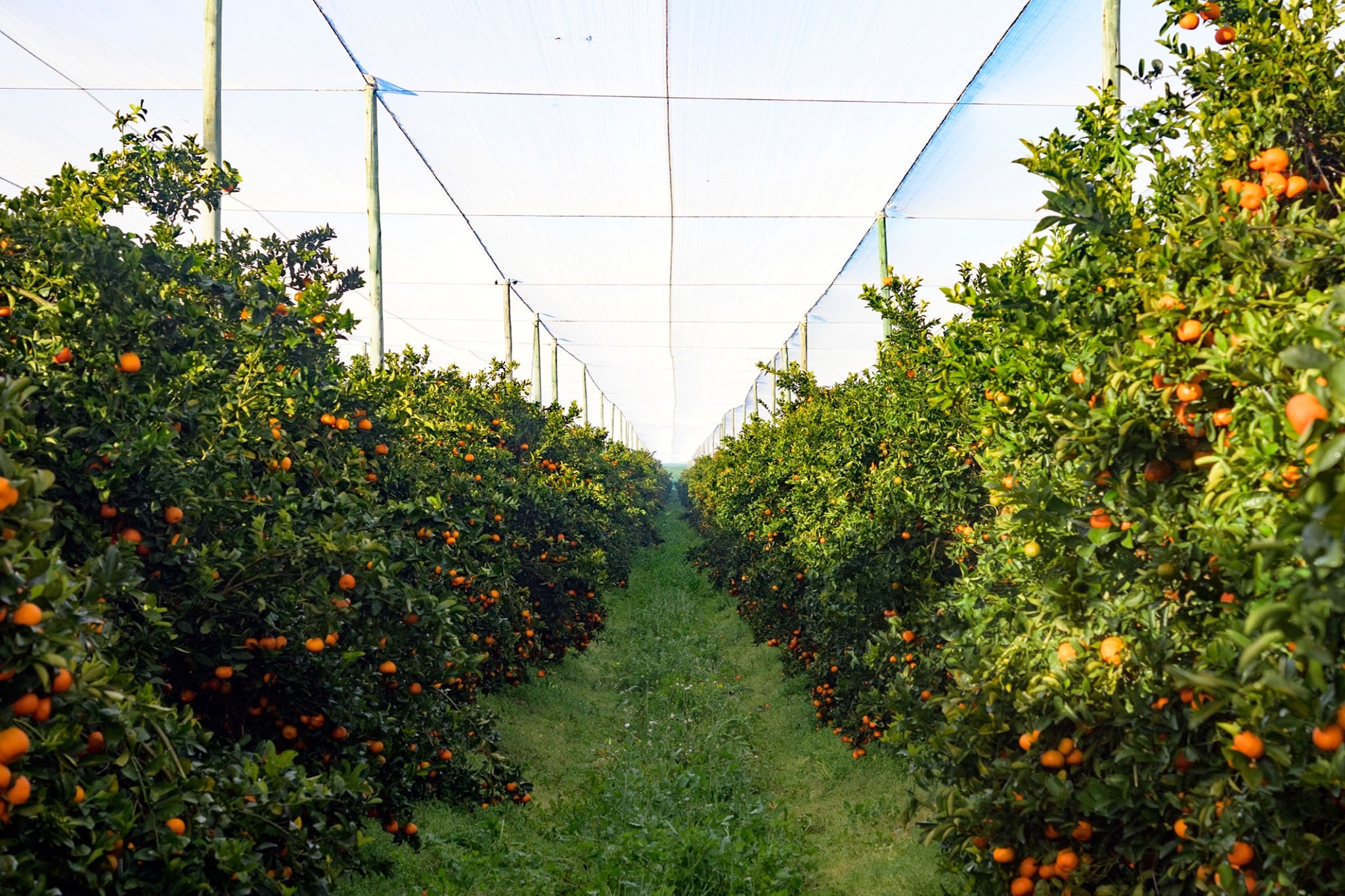 Sustainable vegetables